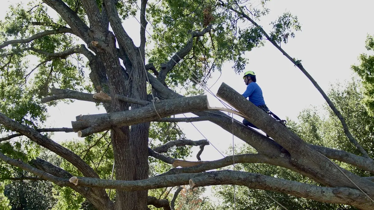 Professional Crown Thinning performed by certified arborists in Goodspring