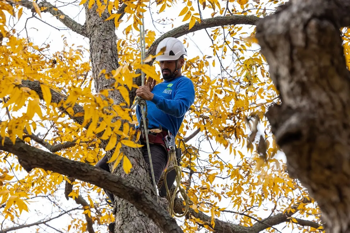 Skilled Tree Planing crew working in Goodspring